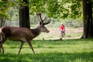 Richmond Park deer