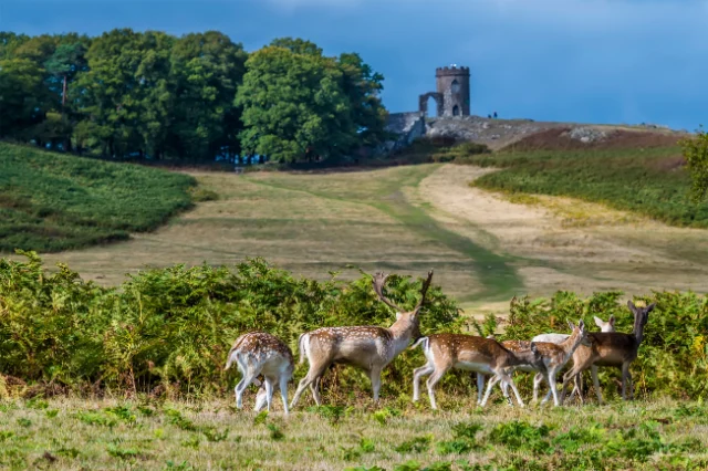 Bradgate Park