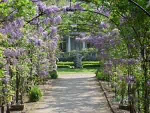 Roehampton campus wisteria walkway